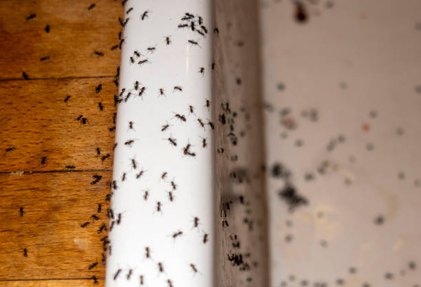 Best Wildlife Control Services  in Brentwood, MD